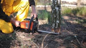 Best Tree Mulching  in Embreeville, TN