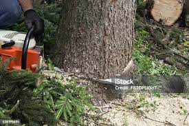 Best Palm Tree Trimming  in Embreeville, TN