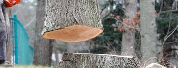 Best Firewood Processing and Delivery  in Embreeville, TN