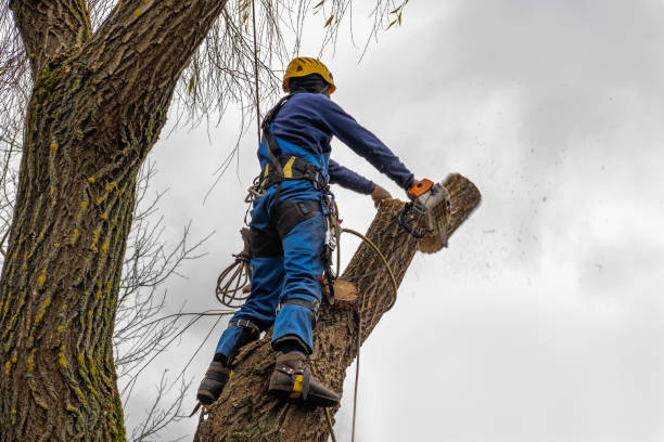 Best Tree Preservation Services  in Embreeville, TN