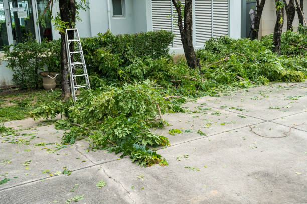 Best Organic Lawn Care Solutions  in Embreeville, TN