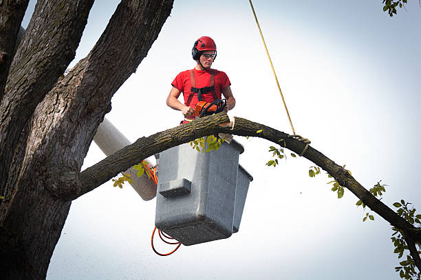 How Our Tree Care Process Works  in  Embreeville, TN