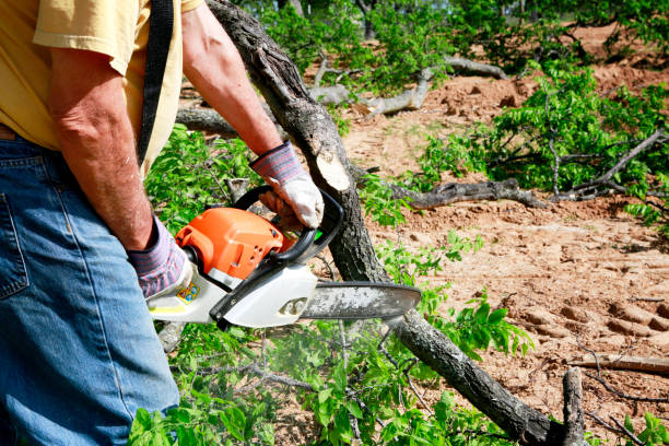 Best Fruit Tree Pruning  in Embreeville, TN